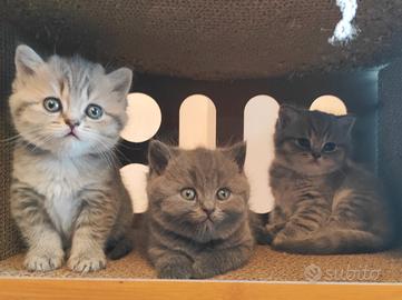 Cuccioli nati da Scottish Straight con pedigree