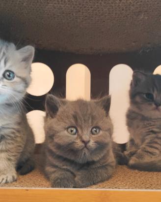 Cuccioli nati da Scottish Straight con pedigree