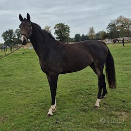 Cavallo