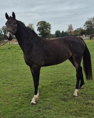 Cavallo