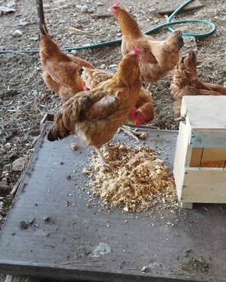 Meravigliose galline che fanno uova tutti i giorni