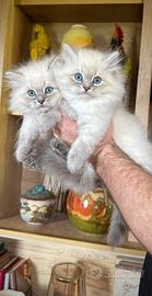 Cuccioli gatto siberiano PEDIGREE ALLEVAMENTO