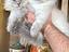 Immagine 1