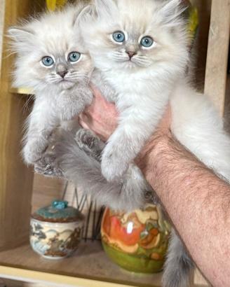Cuccioli gatto siberiano PEDIGREE ALLEVAMENTO