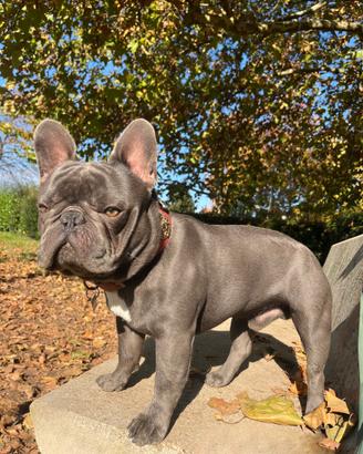 Bulldog francese disponibile per monta