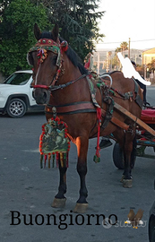 Cavallo incrocio con pesheron