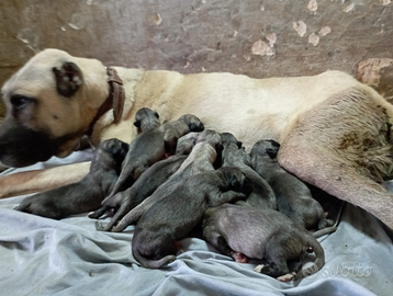 Cuccioli Kangal Malaky