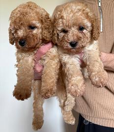 Cuccioli di barboncino nano