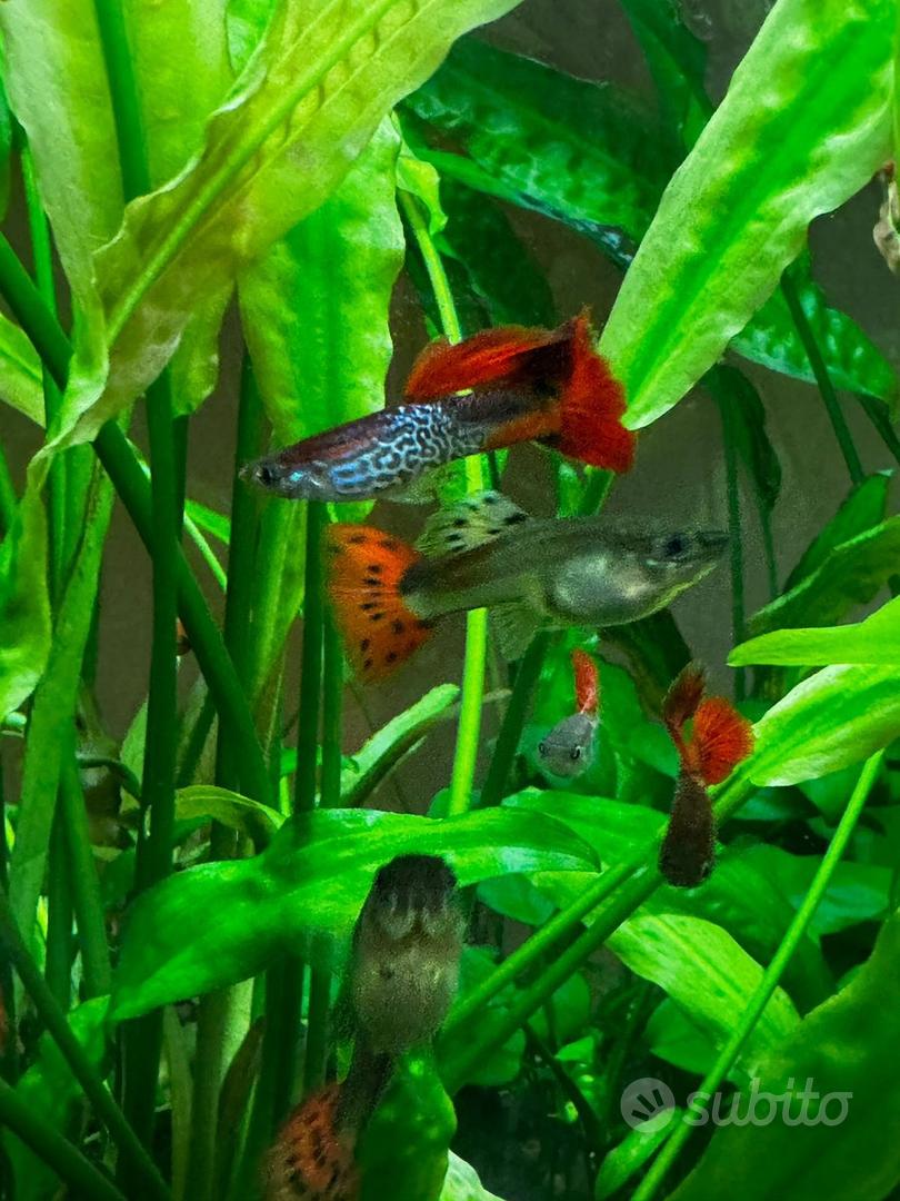 Pesci acquario Guppy