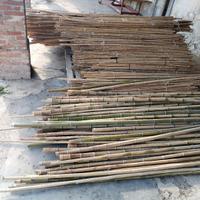 Canne bamboo