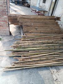 Canne bamboo
