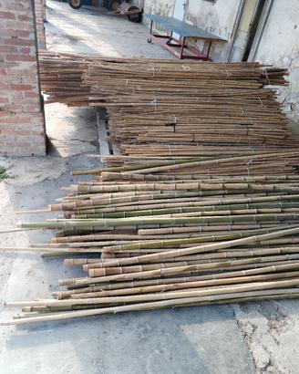 Canne bamboo