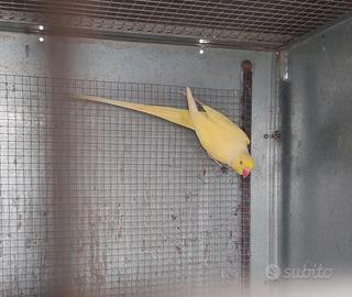 Giallo parrocchetto