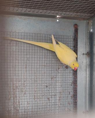 Giallo parrocchetto