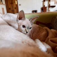 Gatto Sphynx Femmina