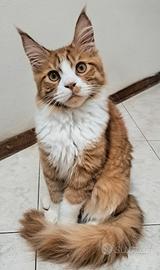 Cuccioli maine coon