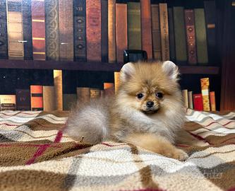 Cuccioli Spitz nano Pomerania