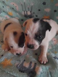 Cuccioli di Jack russell