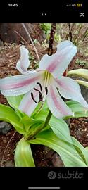 Pianta bulbo Crinum Latifolium