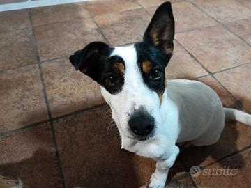 Jack Russel terrier femmina