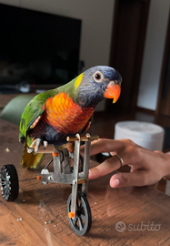 Lorichetto arcobaleno