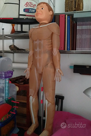 CORPO UMANO