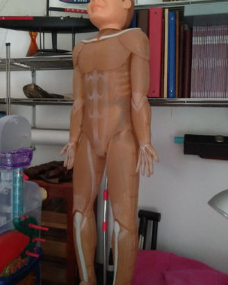 CORPO UMANO