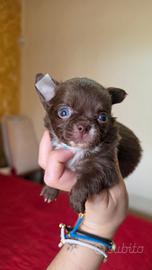 Chihuahua mini con pedigree