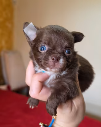 Chihuahua mini con pedigree