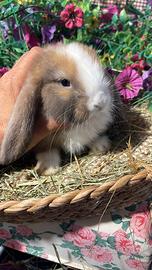 Cuccioli coniglio ariete nano colorati