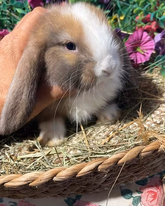 Cuccioli coniglio ariete nano colorati