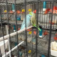 Ultimo pappagallino disponibile
