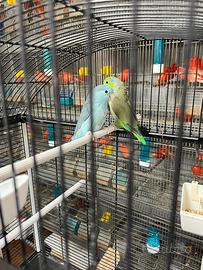Ultimo pappagallino disponibile