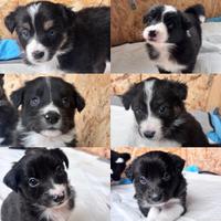 Cuccioli di border collie mamma con pedigree