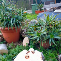 Aloe arborescens