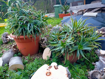 Aloe arborescens