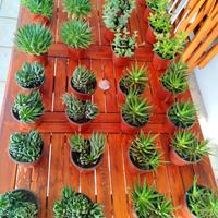 piante grasse cactus