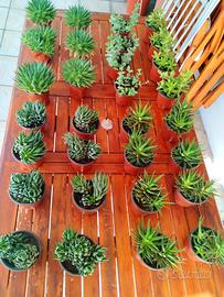 piante grasse cactus