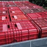 Cassette frutta in plastica