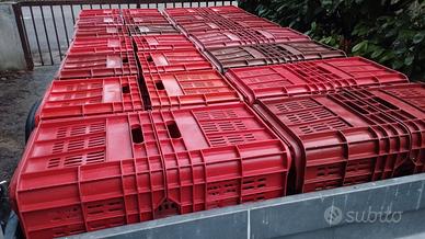 Cassette frutta in plastica