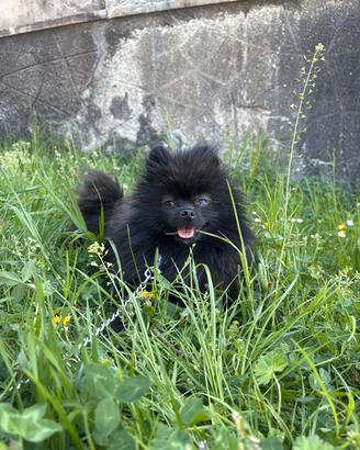Cucciola spitz Pomerania TOY 2kg BLACK NERA