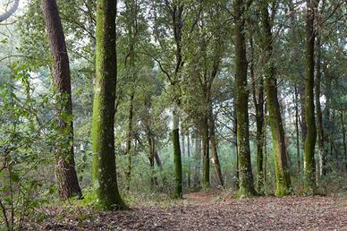 TER. AGRICOLO A LENTATE SUL SEVESO