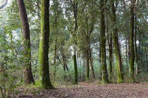TER. AGRICOLO A LENTATE SUL SEVESO