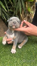 Pitbull tricolor
