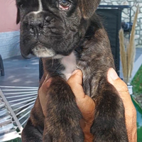 Disponibile cuccioli di boxer