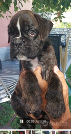 Disponibile cuccioli di boxer