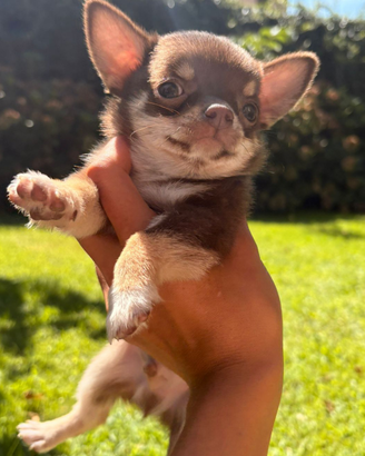 Cucciolo di chihuahua mini