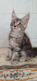 cucciole di Maine Coon  linea russa