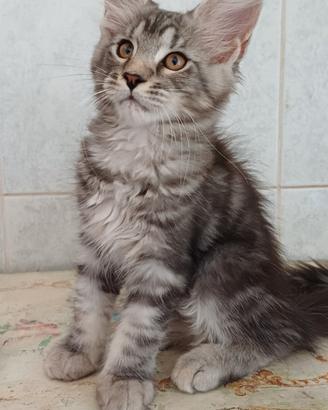 cucciole di Maine Coon  linea russa