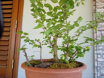 Prebonsai olomo